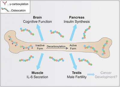 Osteocalcin—A Versatile Bone-Derived Hormone